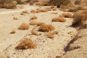 Wüste – auf die innere Stimme hören