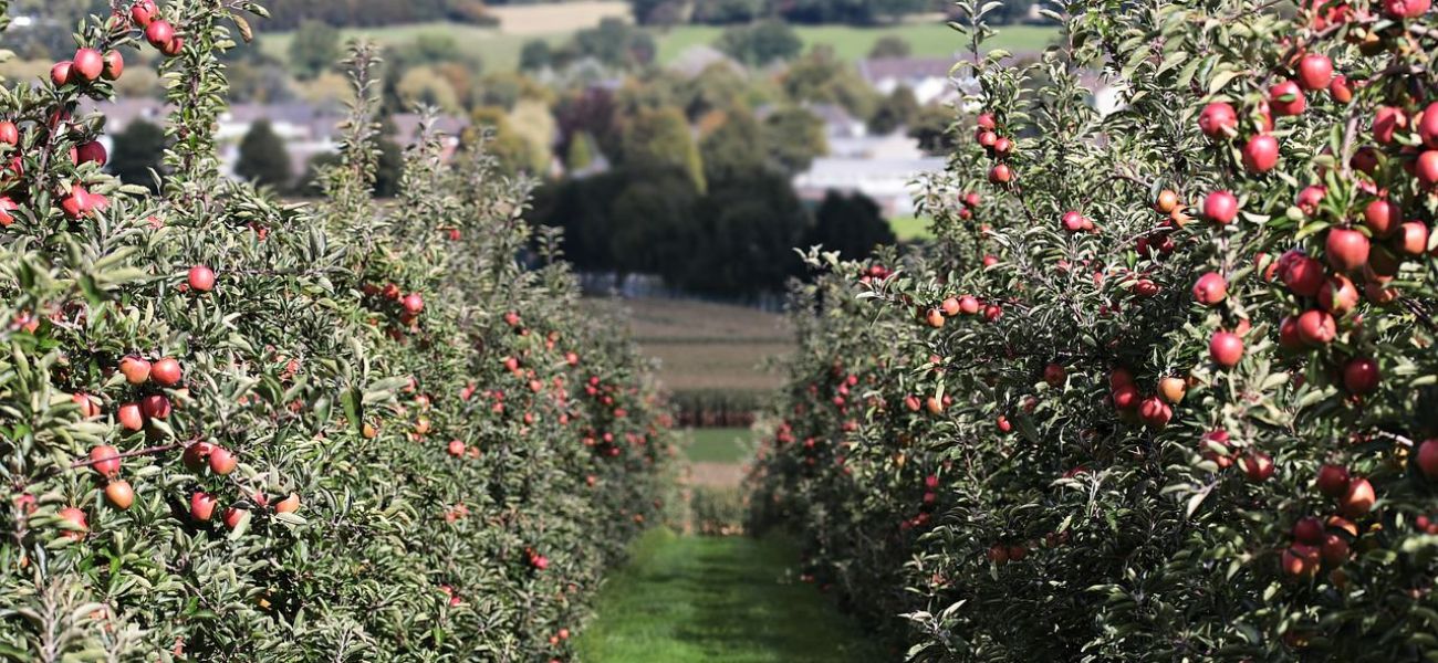 Ökumenischer Seniorennachmittag