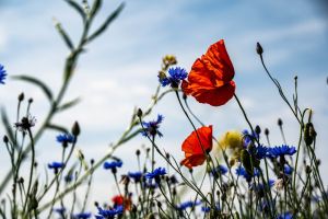 Der Grüne Güggel und die Biodiversität