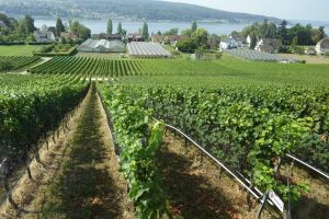 Reichenau: Gemüseinsel und noch viel mehr!