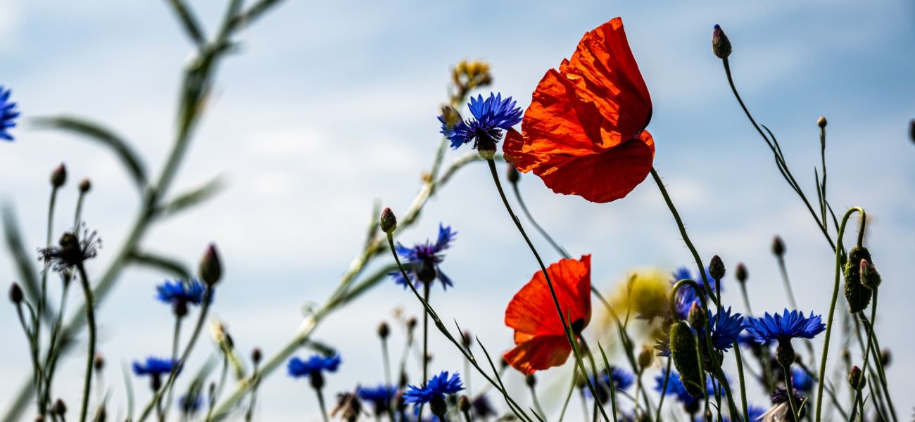 Der Grüne Güggel und die Biodiversität