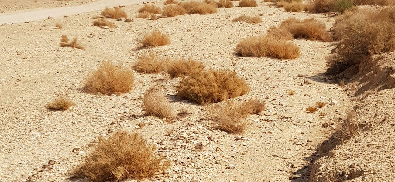 Wüste – auf die innere Stimme hören