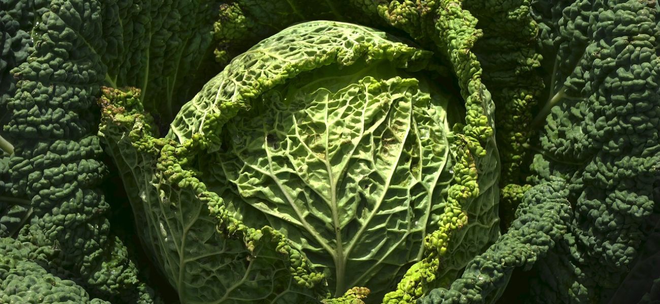 "Klimafreundliches Rezept"